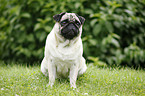 sitting pug