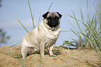 sitting pug