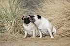 2 pugs