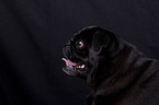 pug portrait