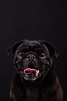 pug portrait