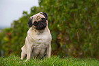 sitting pug