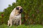 sitting pug