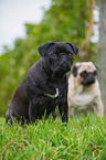 sitting pug