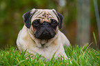 lying pug