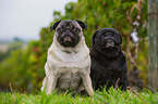 pugs