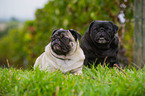 pugs