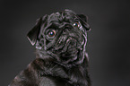 pug portrait