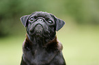 pug portrait