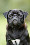 pug portrait