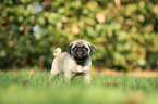 pug puppy