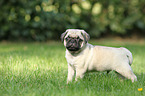 pug puppy