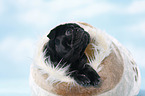 black pug