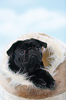 black pug