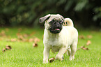 pug puppy