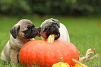 pug puppies