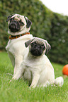 pugs