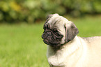 pug puppy