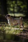 standing Pug