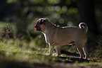 standing Pug