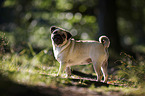 standing Pug