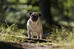 standing Pug