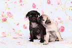 2 pug puppies