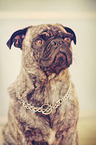 Pug Portrait