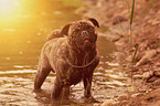 bathing Pug