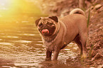 bathing Pug