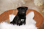 sitting Pug