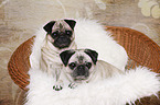 pugs