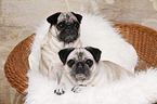 pugs