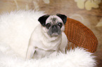 sitting Pug