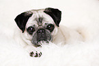 lying pug