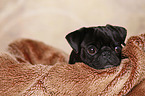 black Pug