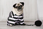 sitting Pug