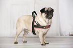 standing pug