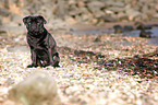 sitting pug