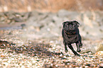 running pug