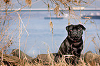 sitting pug