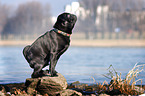 sitting pug