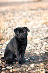 sitting pug