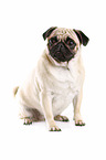 sitting pug