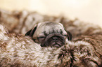 Pug Puppy