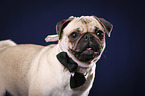 pug portrait