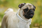 pug portrait