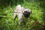 young pug