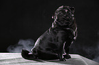 sitting pug