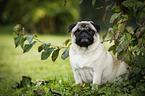 sitting pug